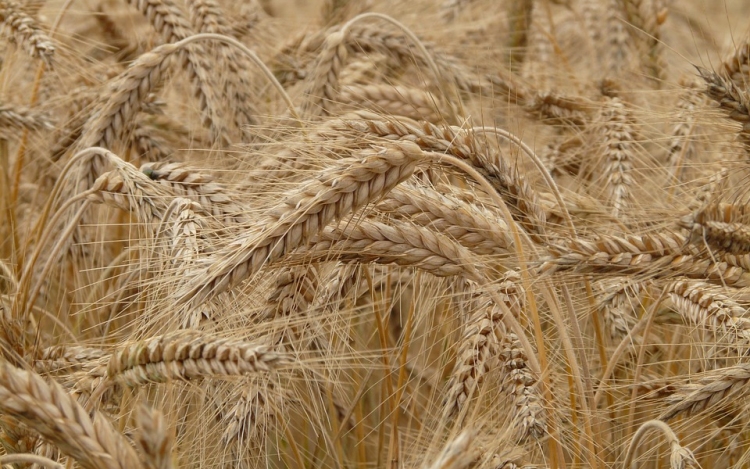 5 millió tonna őszi búza termett az idén